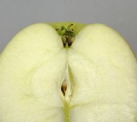 Malus sieversii æble